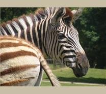 Le zoo de La Palmyre - Hôtel De L'Avenue